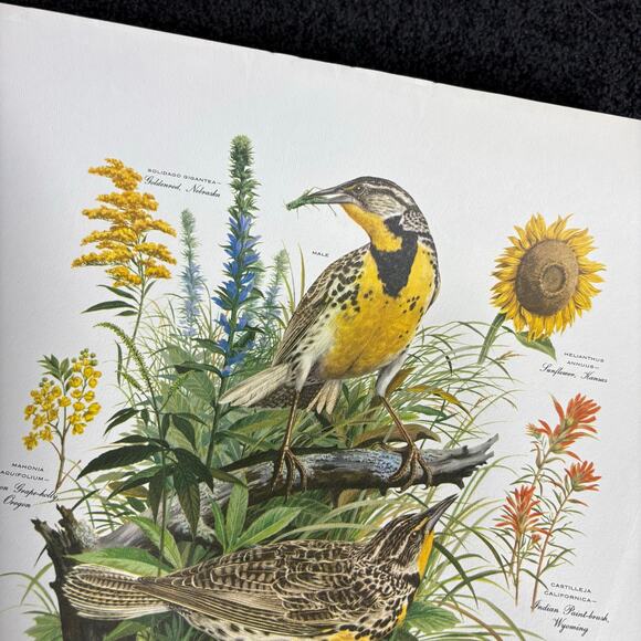 Arthur Singer Portfolio of Bird Prints #7 Western Meadowlark - Vintage Botanical - Picture 5 of 6